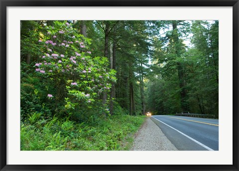 Framed Redwood trees and Rhododendron flowers in a forest, U.S. Route 199, Del Norte County, California, USA Print