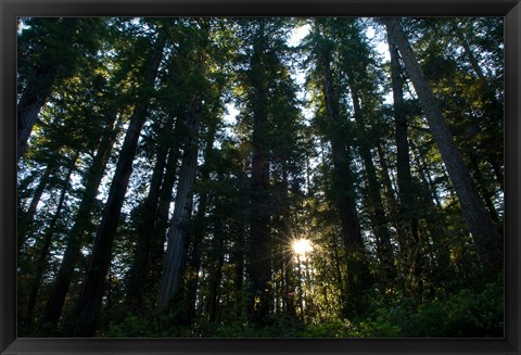 Framed Redwood trees in a forest, Del Norte Coast Redwoods State Park, Del Norte County, California, USA Print