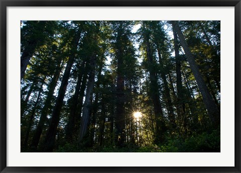 Framed Redwood trees in a forest, Del Norte Coast Redwoods State Park, Del Norte County, California, USA Print