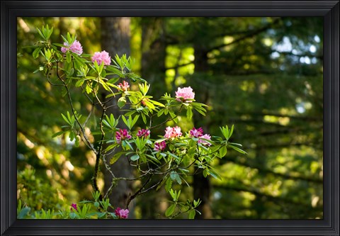 Framed Rhododendron flowers in a forest, Del Norte Coast Redwoods State Park, Del Norte County, California, USA Print