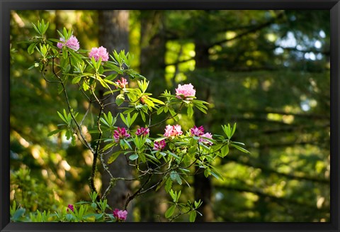 Framed Rhododendron flowers in a forest, Del Norte Coast Redwoods State Park, Del Norte County, California, USA Print