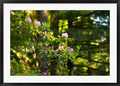 Framed Rhododendron flowers in a forest, Del Norte Coast Redwoods State Park, Del Norte County, California, USA Print