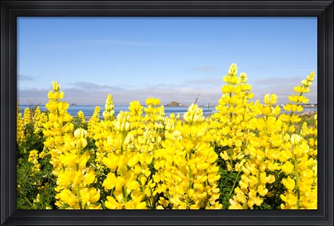 Framed Yellow lupines in a field, Del Norte County, California, USA Print
