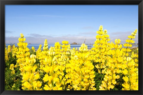 Framed Yellow lupines in a field, Del Norte County, California, USA Print