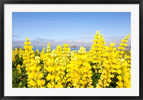 Framed Yellow lupines in a field, Del Norte County, California, USA Print