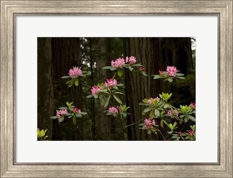 Framed Rhododendron Flowers and Redwood Trees in a Forest, Del Norte Coast Redwoods State Park, Del Norte County, California, USA Print