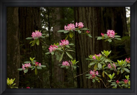 Framed Rhododendron Flowers and Redwood Trees in a Forest, Del Norte Coast Redwoods State Park, Del Norte County, California, USA Print