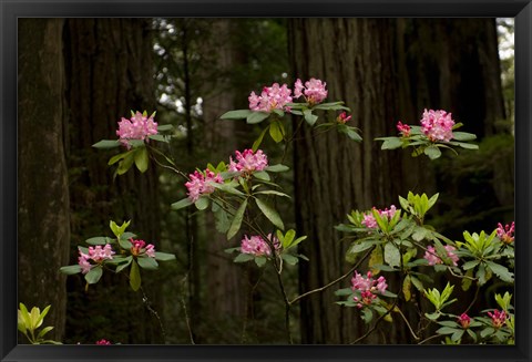 Framed Rhododendron Flowers and Redwood Trees in a Forest, Del Norte Coast Redwoods State Park, Del Norte County, California, USA Print