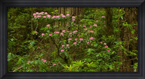 Framed Del Norte Coast Redwoods State Park, Del Norte County, California Print