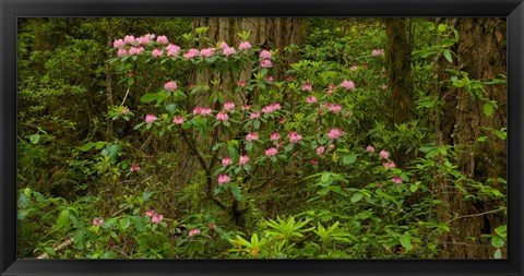 Framed Del Norte Coast Redwoods State Park, Del Norte County, California Print