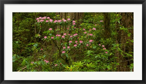 Framed Del Norte Coast Redwoods State Park, Del Norte County, California Print