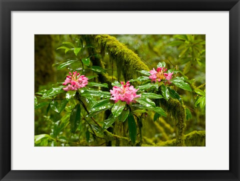 Framed Rhododendron flowers in a forest, Jedediah Smith Redwoods State Park, Crescent City, Del Norte County, California, USA Print