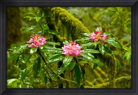 Framed Rhododendron flowers in a forest, Jedediah Smith Redwoods State Park, Crescent City, Del Norte County, California, USA Print