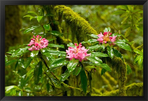 Framed Rhododendron flowers in a forest, Jedediah Smith Redwoods State Park, Crescent City, Del Norte County, California, USA Print