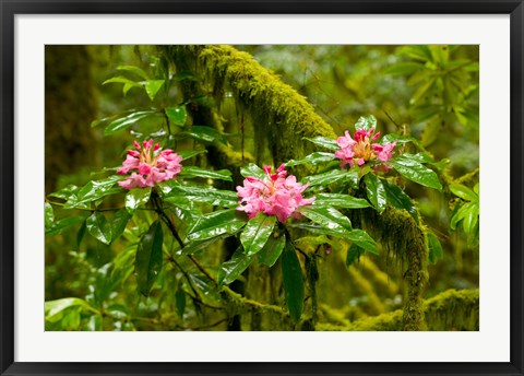 Framed Rhododendron flowers in a forest, Jedediah Smith Redwoods State Park, Crescent City, Del Norte County, California, USA Print