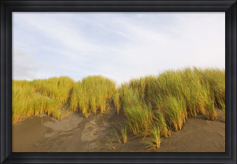 Framed Beach grass on sand, Pistol River State Scenic Viewpoint, Oregon, USA Print