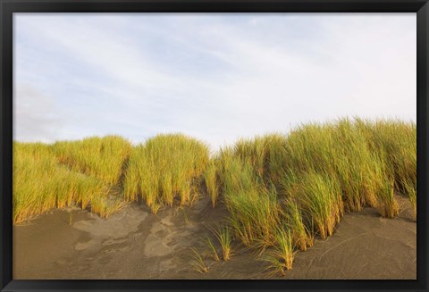 Framed Beach grass on sand, Pistol River State Scenic Viewpoint, Oregon, USA Print