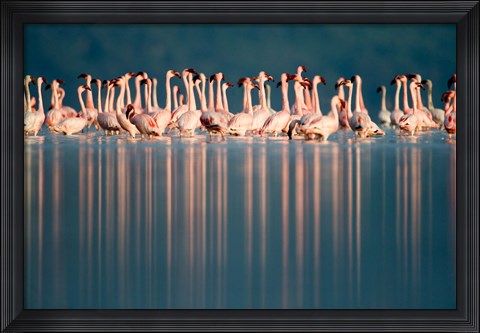 Framed Flamingo Reflections in a lake, Lake Nakuru, Lake Nakuru National Park, Kenya Print