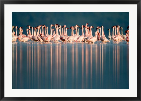 Framed Flamingo Reflections in a lake, Lake Nakuru, Lake Nakuru National Park, Kenya Print