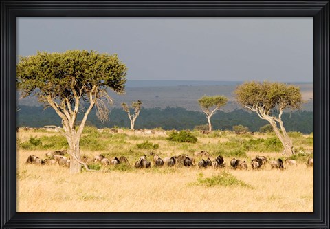 Framed Masai Mara National Reserve, Kenya Print