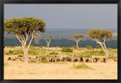 Framed Masai Mara National Reserve, Kenya Print