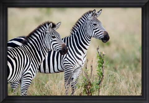 Framed Two Burchell's zebras (Equus burchelli) in a forest, Tarangire National Park, Tanzania Print