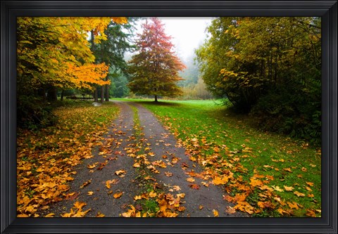 Framed Fallen leaves on a road, Washington State, USA Print