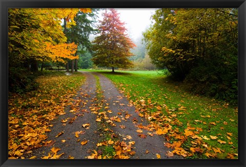 Framed Fallen leaves on a road, Washington State, USA Print