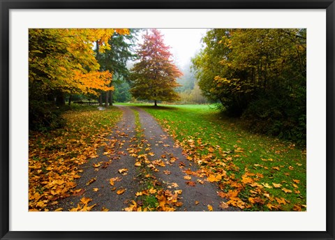 Framed Fallen leaves on a road, Washington State, USA Print