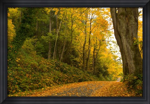 Framed Road passing through a forest in autumn, Washington State, USA Print