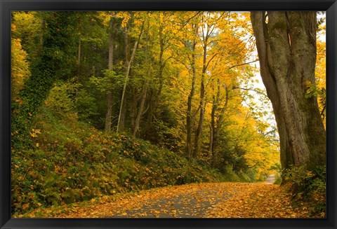 Framed Road passing through a forest in autumn, Washington State, USA Print