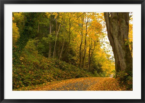 Framed Road passing through a forest in autumn, Washington State, USA Print