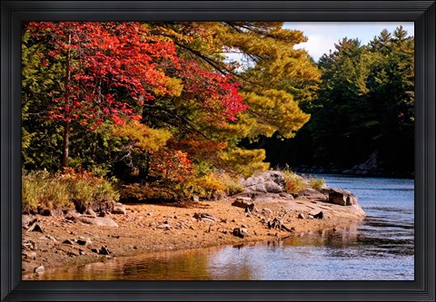 Framed Autumn Trees, Musquash River, Muskoka, Ontario, Canada Print