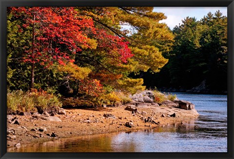 Framed Autumn Trees, Musquash River, Muskoka, Ontario, Canada Print