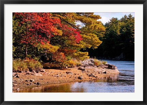 Framed Autumn Trees, Musquash River, Muskoka, Ontario, Canada Print