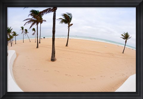 Framed Palm trees on the beach, Fort Lauderdale, Broward County, Florida, USA Print