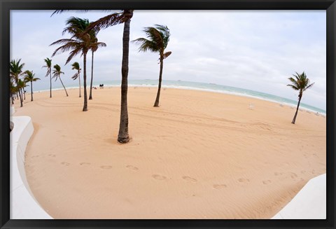 Framed Palm trees on the beach, Fort Lauderdale, Broward County, Florida, USA Print