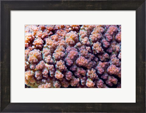 Framed Underwater plant life, coral, Indian Ocean, Kenya Print