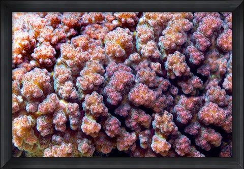 Framed Underwater plant life, coral, Indian Ocean, Kenya Print