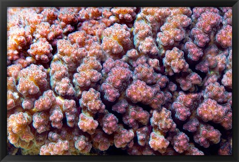 Framed Underwater plant life, coral, Indian Ocean, Kenya Print