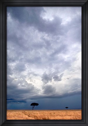 Framed Two trees on a landscape, Masai Mara National Reserve, Kenya Print