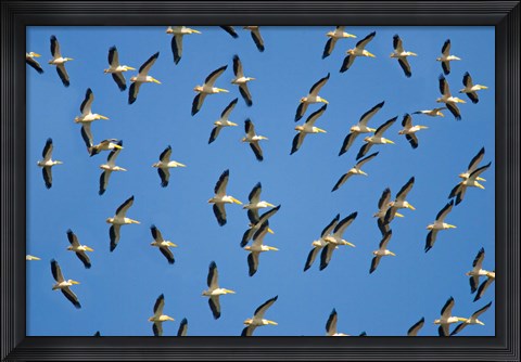 Framed Flock of birds flying in the sky Print