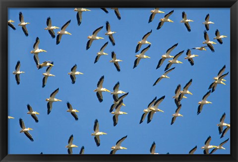 Framed Flock of birds flying in the sky Print