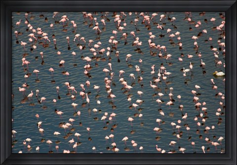 Framed Lesser Flamingo, Lake Nakuru, Kenya Print