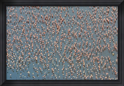 Framed Lesser Flamingo Wading in Lake Nakuru, Kenya Print