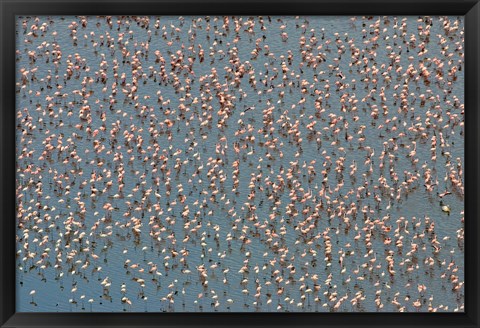 Framed Lesser Flamingo Wading in Lake Nakuru, Kenya Print