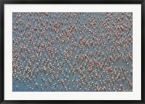 Framed Lesser Flamingo Wading in Lake Nakuru, Kenya Print