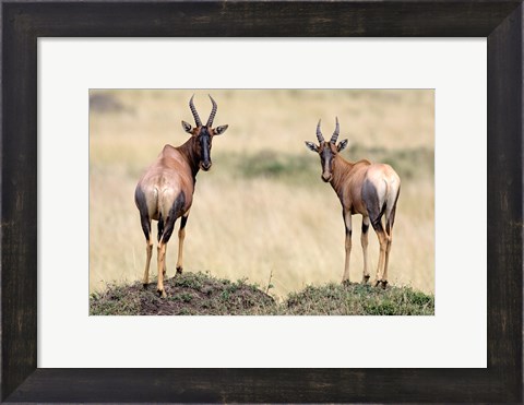 Framed Pair of Topi, Masai Mara National Reserve, Kenya Print