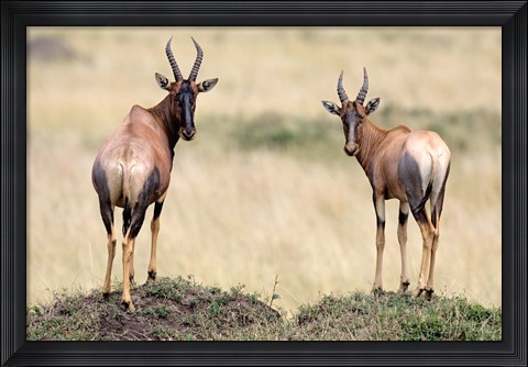 Framed Pair of Topi, Masai Mara National Reserve, Kenya Print