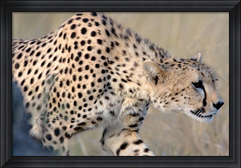 Framed Cheetah on the Prowl, Ngorongoro Conservation Area, Arusha Region, Tanzania Print